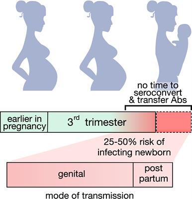 Monoclonal antibody therapy of herpes simplex virus: An opportunity to decrease congenital and perinatal infections